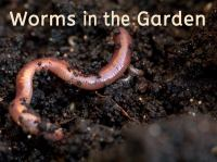 Worms_in_the_Garden